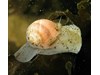 Photo of Aleutian Moonsnail - Cryptonatica aleutica